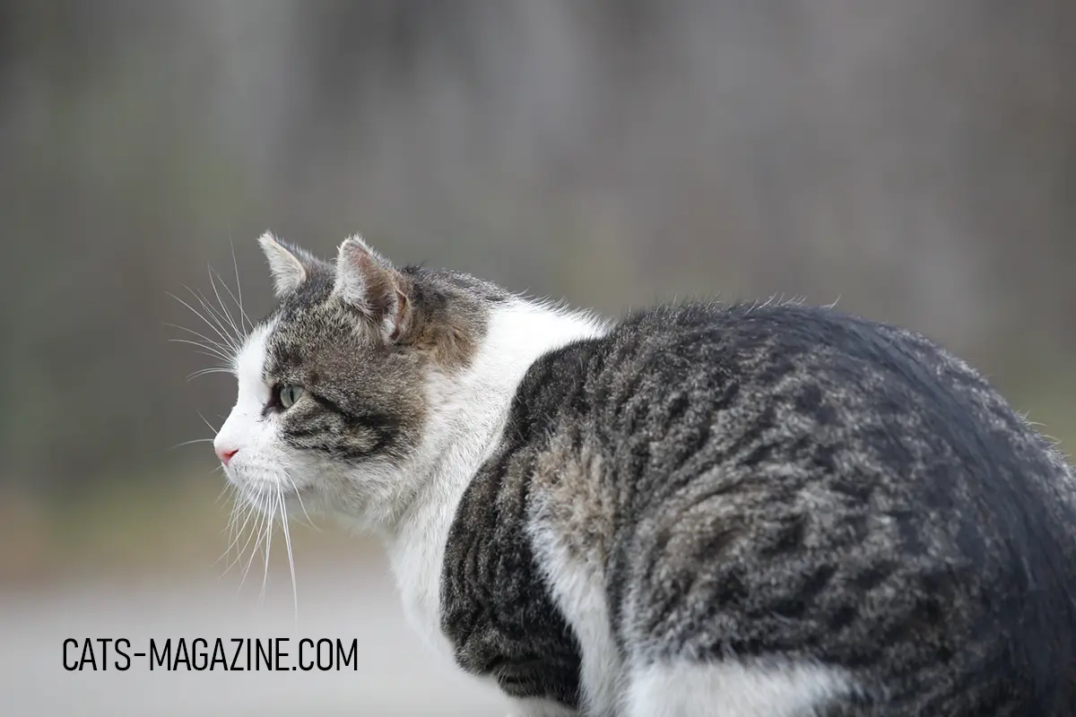 Cat Rescuers and the Purr-fect Move: A Journey of Love and Second Chances