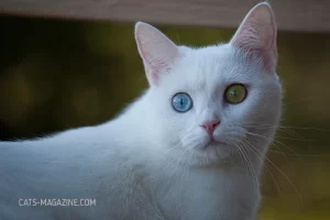 White cats