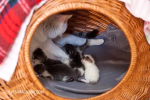 Cat and Newborn Kittens: Nurturing, Health, and the Power of Adoption