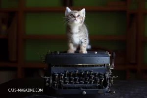 Cats and Writers