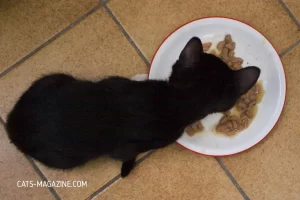 Feeding Kittens