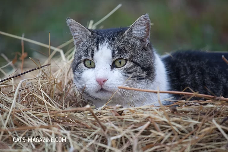 City to Village, Cat Rescue