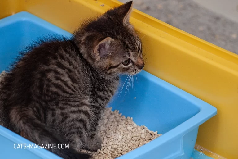 When Do Kittens Start Using the Litter Box