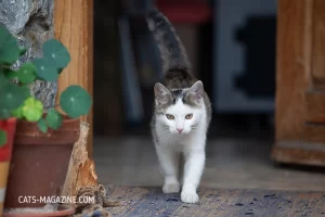 Unique Cat Personality