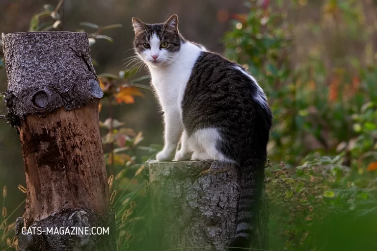 Feral Cat Friendship