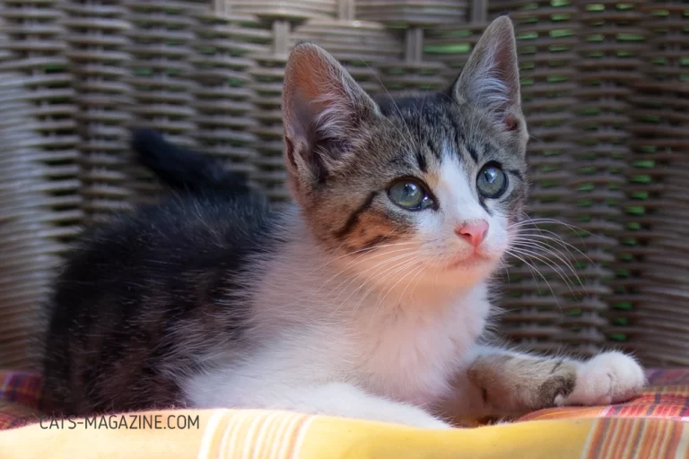 Meet Reggie, A Wobbly Kitten with Cerebellar Hypoplasia