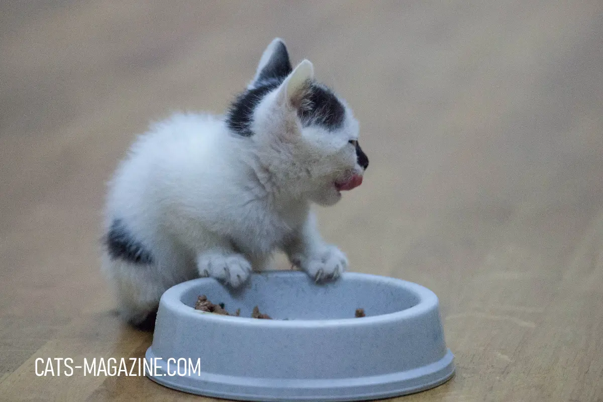 Feeding Kittens: The Kitten's Menu