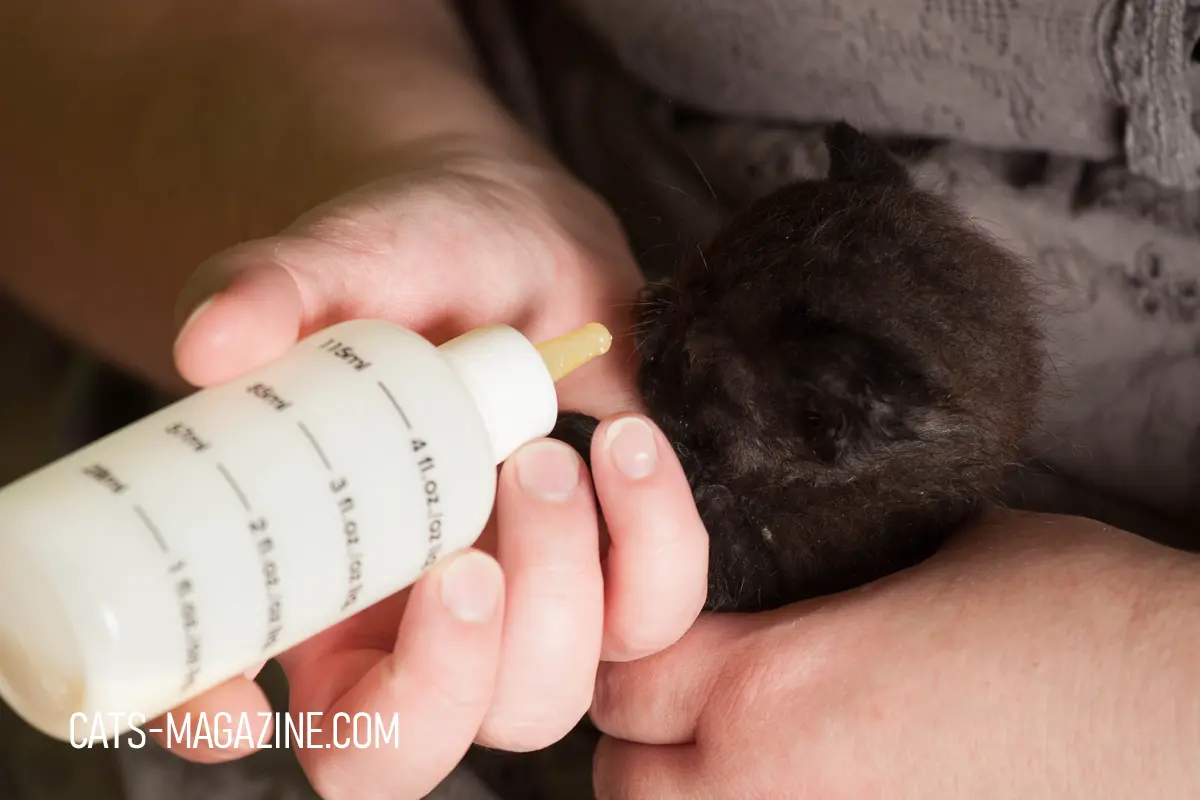 Feeding Kittens: The Kitten's Menu