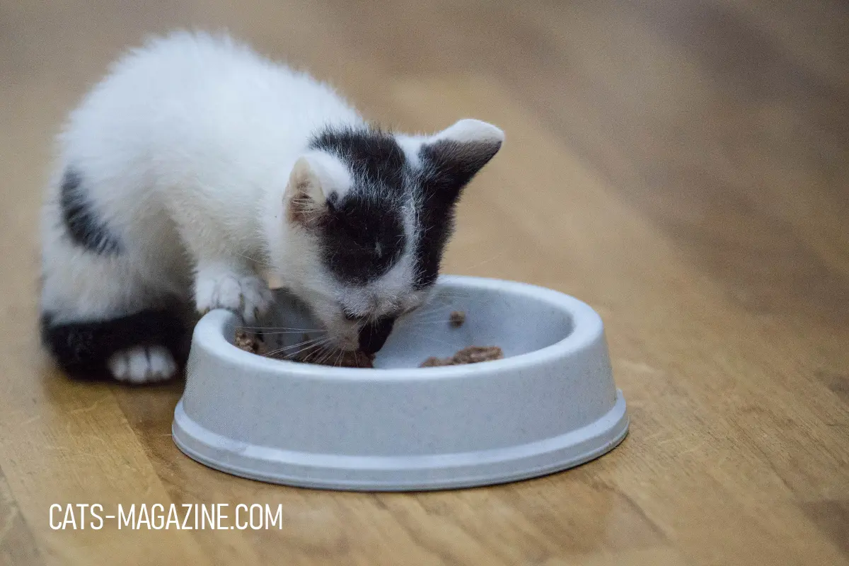 Feeding Kittens: The Kitten's Menu