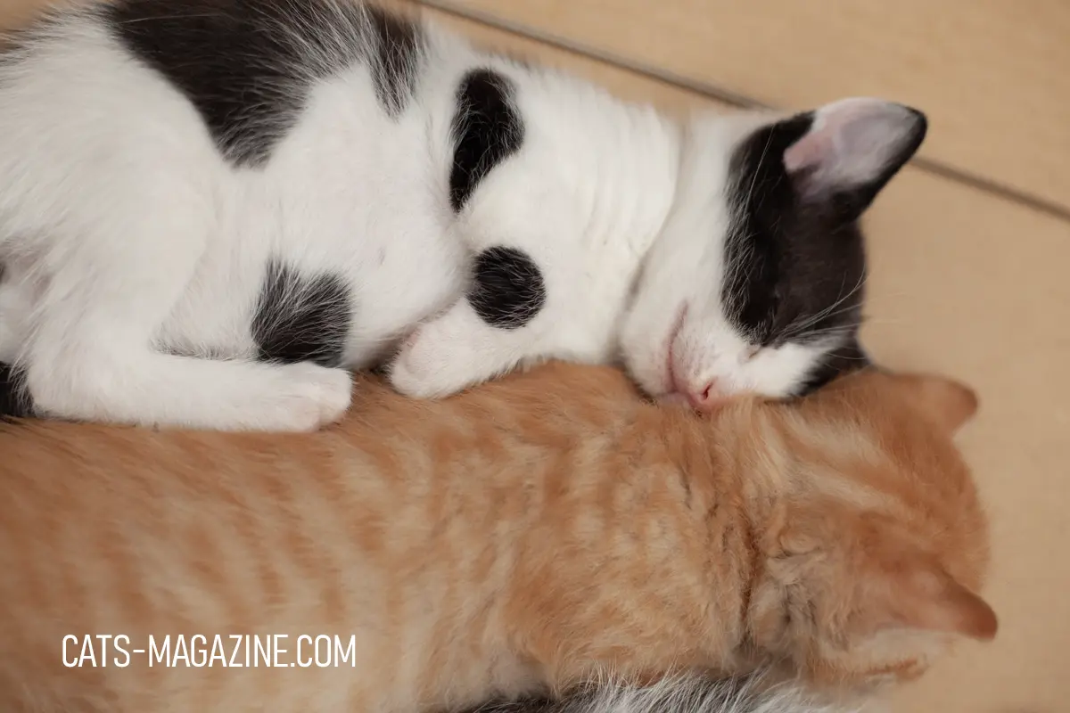 Kittens and Sleep: The Art of Catnapping and Their Habits