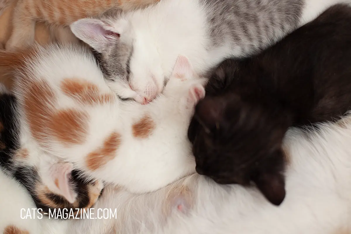 Kittens and Sleep: The Art of Catnapping and Their Habits