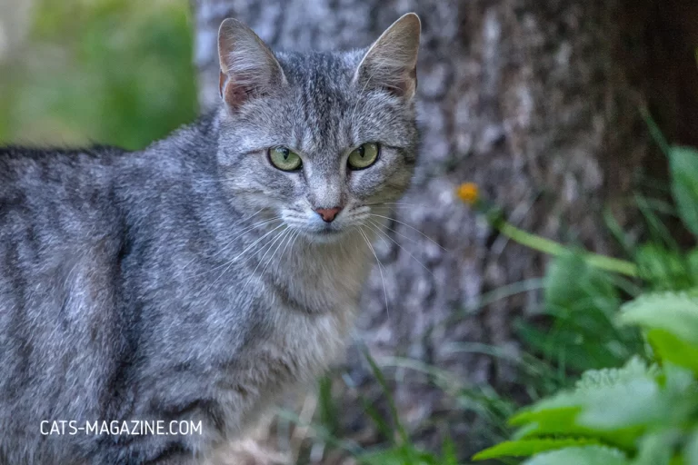 Decade of Cat Rescue