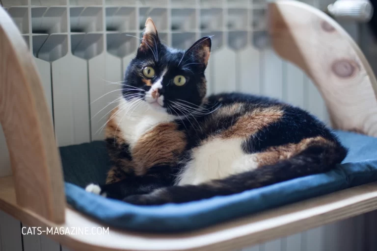 Cat Radiator Bed