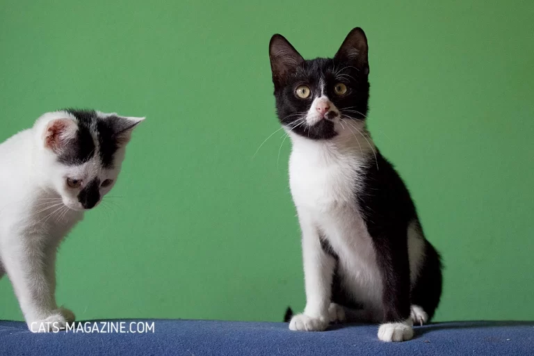 Black and White Cats