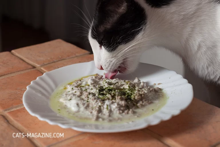 Making Homemade Cat Food