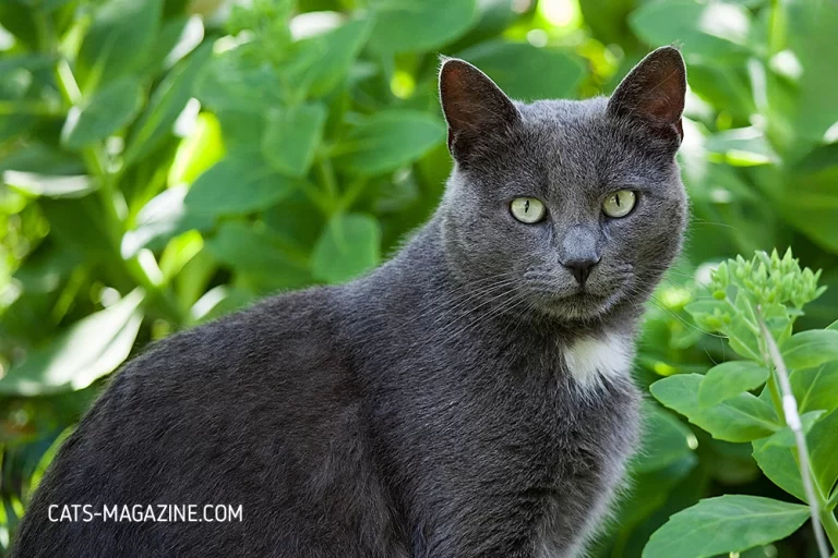 Feral Cat Transformation