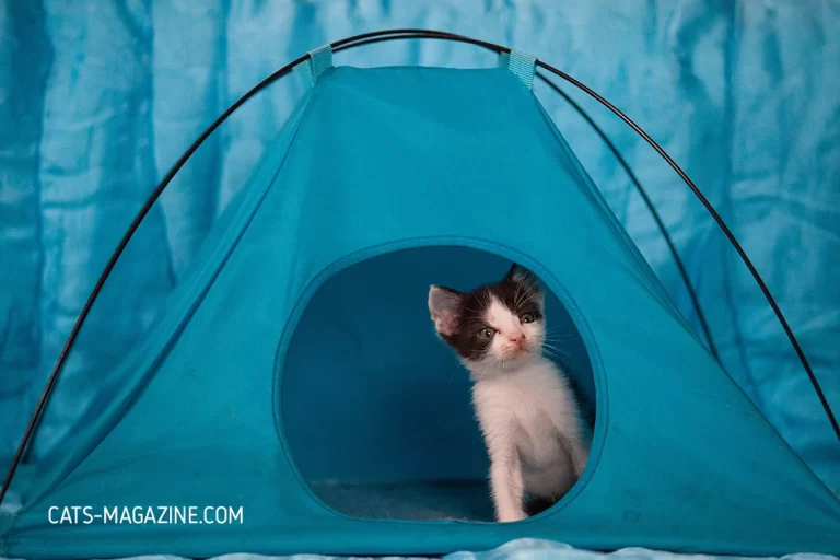 The Purr-fect Playground: Cat Tents