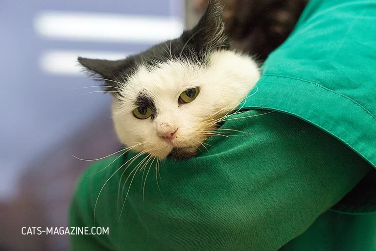 Dule the Cat: From Dumpster Diver to Gentle Giant