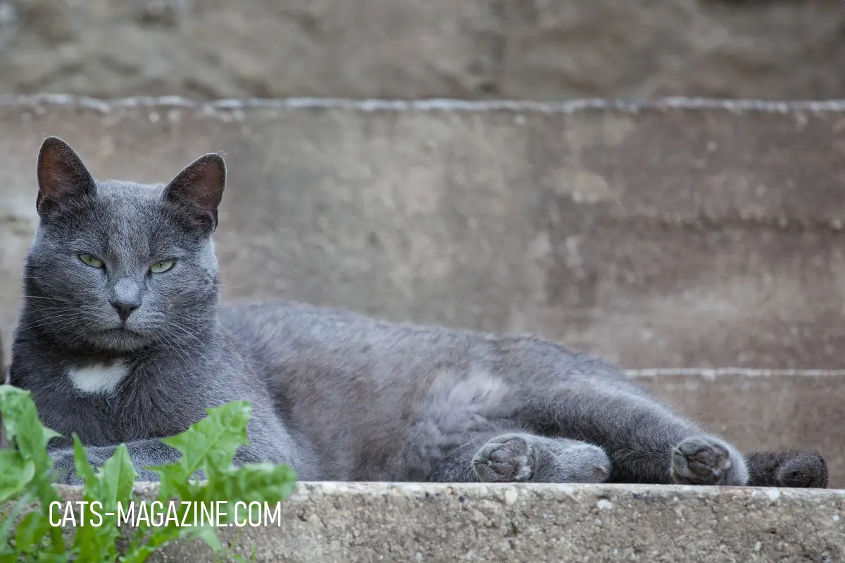 Feral Cat Transformation: The Cat Who Thought He Was a Bear