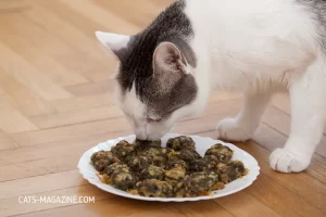 DIY cat food, homemade cat food