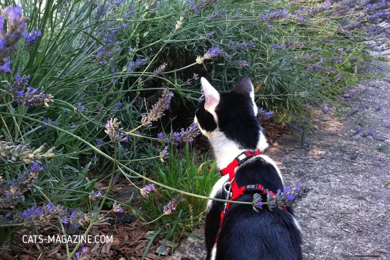 Walking Your Cat on a Leash