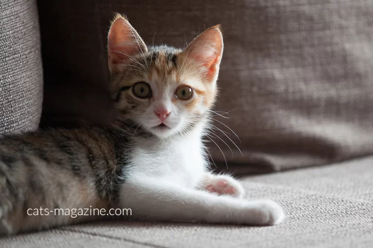 Calico Kitten Rescue