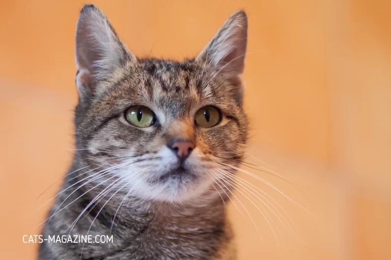 adopting older cats