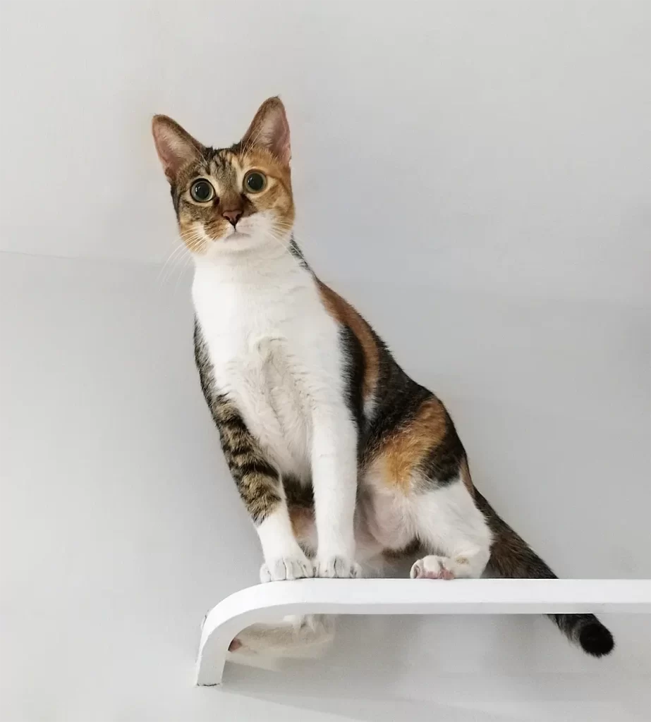 calico cat