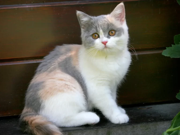 calico cat