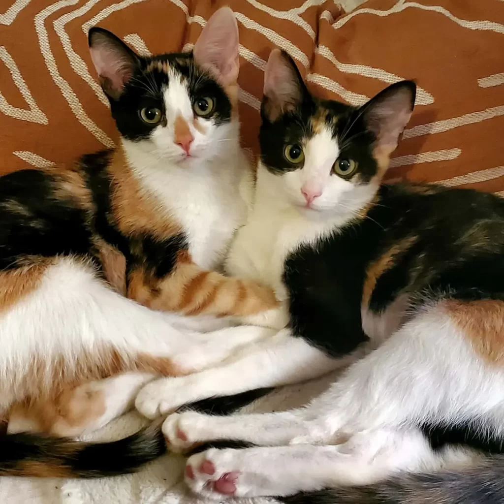 two calico cats