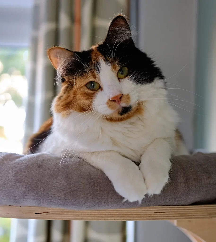 calico cat