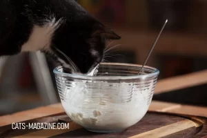 Homemade Cat Food Recipe: Cheesy Snack Balls for Your Feline Friend