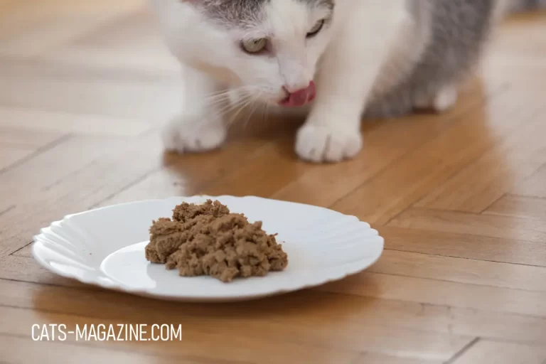 Homemade Cat Food Recipes