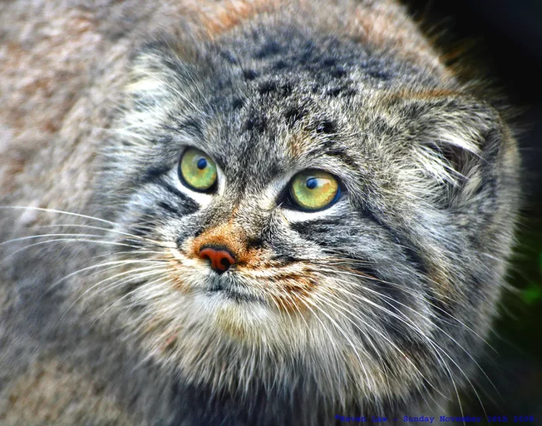 Pallas cat