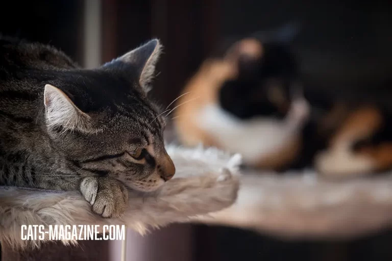 cats and scratching posts