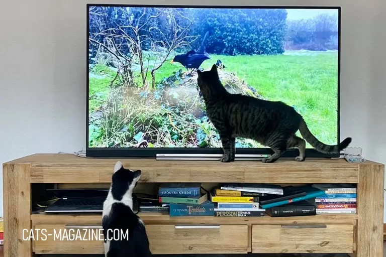 Videos for Cats