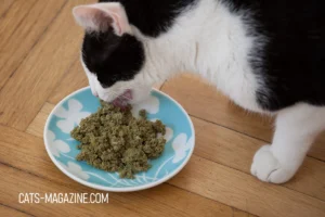 The Purr-fect Guide to Homemade Food for Cats: Easy, Quick, and Yummy Recipe - Beefy Barley Delight