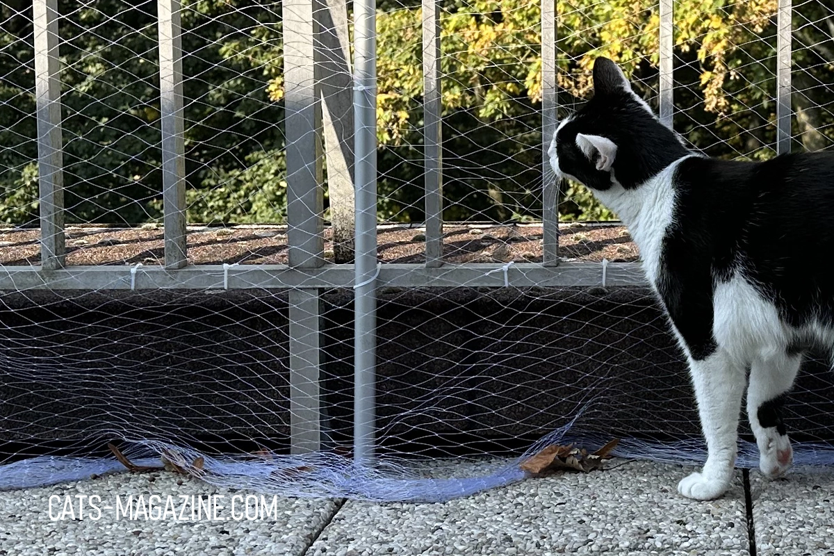 How a Cat Net Saved the Day: Keeping Tito Safe on Our Terrace