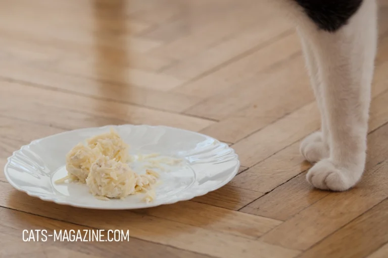 Ten Simple Homemade Cat Food Recipes Your Furry Friend Will Love!