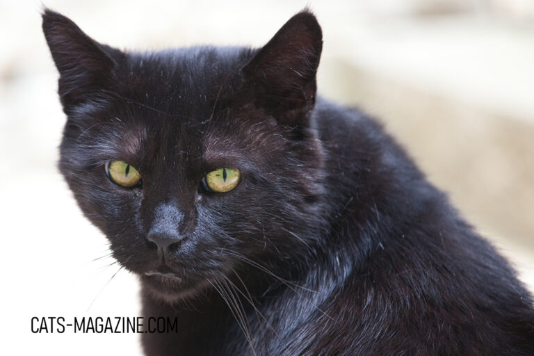 The Magic of Black Cats: Debunking Superstitions and Celebrating Feline Elegance