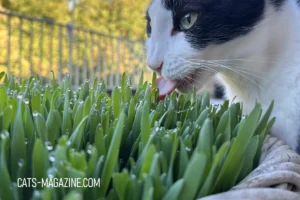 Why Your Cat Needs Cat Grass: Fun, Healthy, and Easy to Grow!