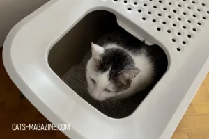 The Ultimate Guide to the Vertical Peeing Cat Litter Box - Problem Solved