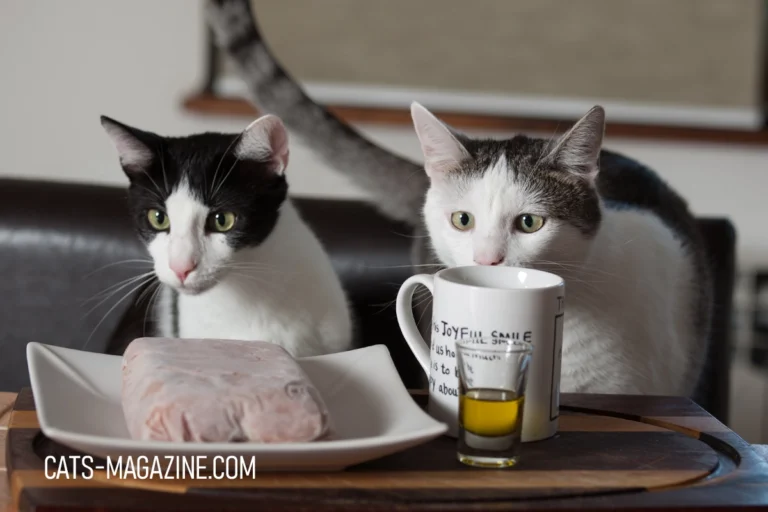 Homemade Cat Food: Simple, Healthy, and Purr-fect for Your Furry Friend