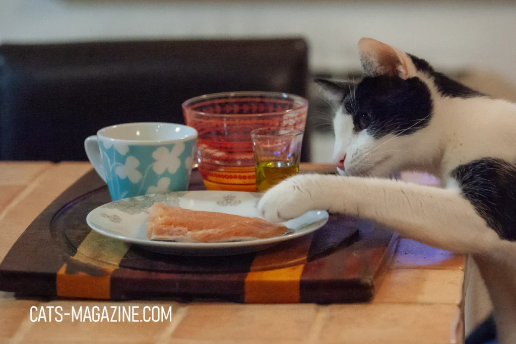 Homemade Cat Food Recipe: A Salmon Delight Your Cat Will Love!