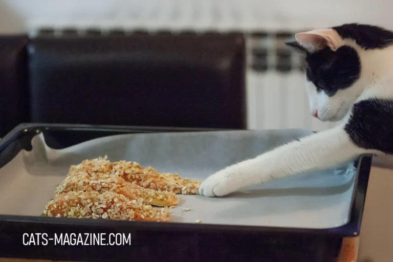 Homemade Cat Food Recipe: A Salmon Delight Your Cat Will Love!