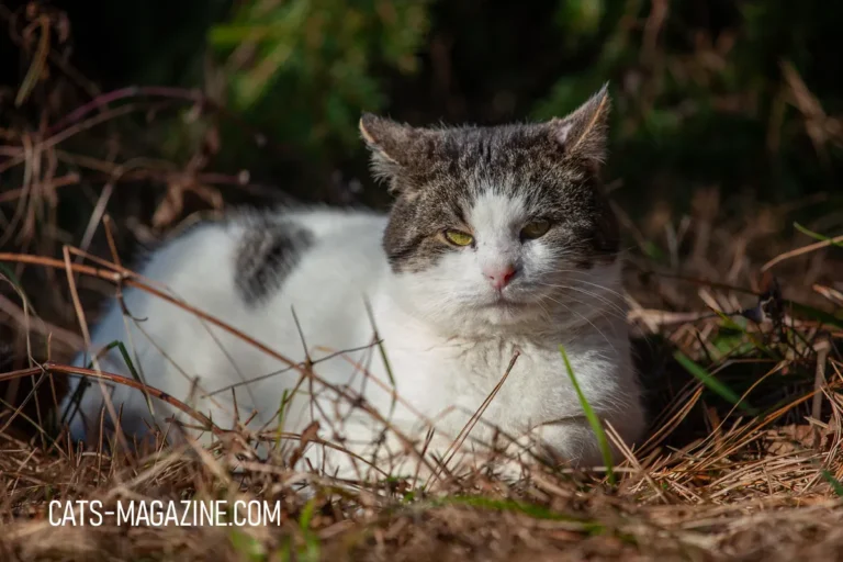 How Stray Cats Changed My Life and How You Can Help Them