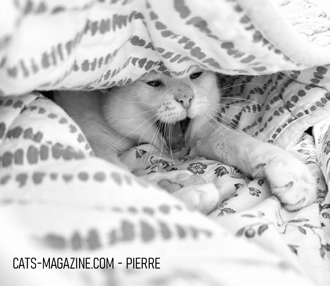 Pierre is the king of warmth