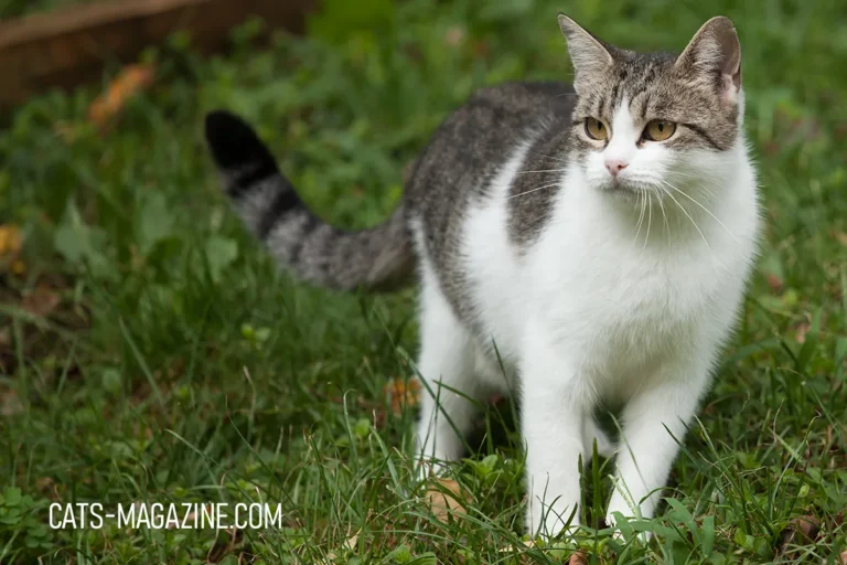 A Rescue Cat Story: How Marly Found Her Forever Home