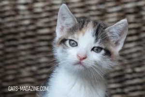 Adopting a Rescue Kitten: What You Need to Know