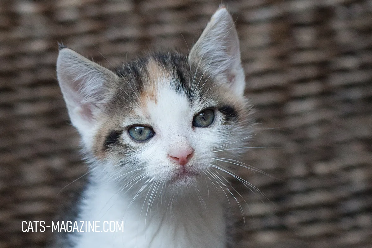 Adopting a Rescue Kitten: What You Need to Know